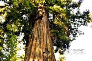 Redwoods may 2014 (3)-c26.jpg